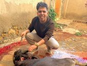 عمر كمال يوثق لحظة ذبح أضحيته ويدعو: «اللهم منك وإليك تقبل»