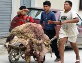 عيد أضحى بلا مخلفات جلود.. قصص أبطال الفجر  لا تعرف النوم.. كيف نجحت الأحياء فى ترويض 100 ألف طن من نفايات الأضاحى؟ تجارب الجمع السكنى الذكى ترسم لوحة حضارية بالميادين .. ووعي المواطن كلمة السر فى عبور الزحام 