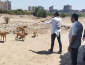 حملة ميدانية لتحصين الكلاب ضد مرض السعار بـ4 مراكز فى كفر الشيخ 