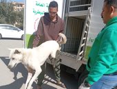 الجيزة تحاصر الكلاب الضالة.. تحصين 7674 وتعقيم 1294 كلب بشلتر إمبابة 