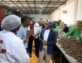 مركز التكوين المهنى بالوادى الجديد.. منظومة إنتاجية متكاملة تجمع بين التدريب والتأهيل والتشغيل وتحقيق عائد اقتصادى مستدام.. يضم مصنعا لإنتاج وتعبئة التمور ووحدة للأكواب الورقية صديقة البيئة وأخرى لـ"البن".. صور