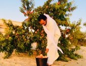 نكهة الصيف من شمال سيناء.. مزارع البطيخ والخوخ والشمام تنتعش بالإنتاج الوفير