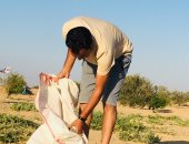 موسم الشوي في بادية سيناء.. طقوس تراثية تبدأ مع أمطار الصيف شمال (صور)
