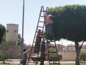 تهذيب أكثر من 2000 شجرة بمداخل الإسماعيلية