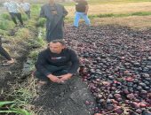 حريق ضخم يلتهم 15 فدان بصل فى إحدى قرى الدقهلية.. فيديو وصور
