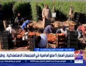 متحدث الزراعة: انخفاض كبير في أسعار الطماطم والبيض