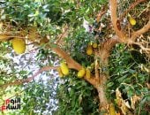 فاكهة الجاك فروت.. نجمة الحديقة النباتية بأسوان