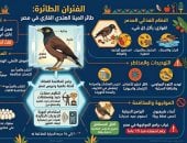 4 مخاطر لطائر المينا الهندي «الفئران الطائرة» فى مصر.. إنفوجراف