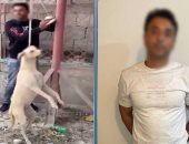 الداخلية تكشف حقيقة توثيق شخص كلب بعمود وضربه حتى الموت