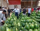 مباشر من أكبر شوادر البطيخ بالإسكندرية.. والبطيخة تبدأ من 2 جنيه لـ70 جنيها