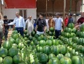أكبر مزاد بيع بطيخ بالإسكندرية.. مرمل وأحمر والبطيخة وزنها يصل 15 كيلو.. فيديو