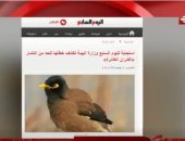 عزة مصطفى تشيد بملف طائر المينا الهندى بـ"اليوم السابع": موضوع مهم