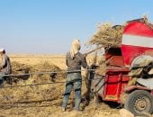 كنا فين وبقينا فين.. من هدر القمح بالشون الترابية لصوامع حديثة تؤمن مخزونا إستراتيجيا