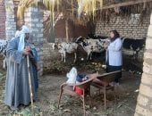 تحصين نحو 75 ألف رأس ماشية ضد مرضى الحمى القلاعية والوادى المتصدع بأسيوط