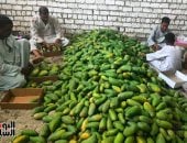 انطلاق موسم المانجو بالأقصر.. تجهيز أطنان من المحصول لطرحها بالأسواق