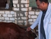 محافظ المنيا: تحصين 175 ألفًا و824 رأس ماشية ضد الحمى القلاعية والوادى المتصدع