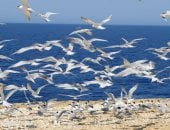 مصر تضم 34 موقعاً تصل أليه الطيور المهاجرة خلال رحلتها.. تعرف عليها.. صور
