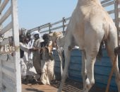 مهنة الكَلة.. حكاية عمل توارثها الأجيال بحلايب وشلاتين.. تنظم تحميل الجمال والبضائع وتفريغها وتعد مصدر دخل رئيسيا للسكان المحليين.. لها دور مهم فى دعم حركة التجارة وربط الأسواق المصرية بالمناطق الحدودية.. صور
