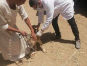 بيطرى الأقصر تطلق حملات لتحصين الكلاب الضالة بمدينة إسنا ومعبد الكرنك.. صور