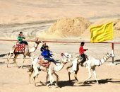 من الدروب الصحراوية العتيقة إلى مضامير السباقات العالمية.. رياضة الهجن بالوادى الجديد تحقق مراكز أولى بهجن يزيد سعرها عن مليون جنيه.. احترفها هجانة قبائل الشرارية والرشايدة ومطير فرسان الميادين الرملية.. صور