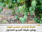 الحكومة توضح حقيقة فيديو يزعم غياب الرقابة على استخدام مواد كيميائية بالفاكهة