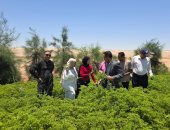 رئيس بلاط يتفقد أحد مشروعات الاستثمار الزراعى المتخصصة بقطاع النباتات الطبية
