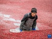 من المزارع إلى العالم.. قصة نجاح التوت البري في الصين