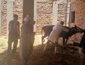 "بيطرى أسيوط": تحصين 80 ألف رأس ماشية وإجراء 125 ندوة إرشادية