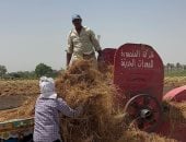 موفر للمياه ومريح للفلاح.. ضخ كميات جديدة من العدس تزامنا مع الحصاد فى الدقهلية