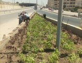 لتجميل الشوارع والميادين.. زراعة مسطحات خضراء بعدد من مناطق الجيزة