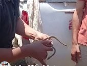 جار البحث عن كوبرا.. صيد 2 من الثعابين فى قرية القراقرة بالشرقية "فيديو"