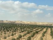 حالة الطقس فى شمال سيناء اليوم.. أجواء معتدلة واستقرار الأحوال الجوية