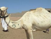 علامات الجمال.. تقليد قبلى منذ مئات السنين تتميز به الإبل فى الصحراء الشرقية.. يحفظ ملكيتها ويصون سلالاتها ويحدد هوية كل قبيلة وسط الأودية والجبال ويمنح سفن الصحراء علامة تميزها خلال رحلات الرعى الطويلة.. صور