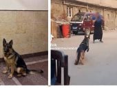 القبض على المتهم بدفع كلب لمهاجمة سيدة في البحيرة بهدف المزاح