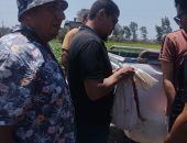 ذعر فى الشرقية.. وفاة سيدة وطفلين وإصابة 10 أشخاص بلدغات الثعابين فى منيا القمح .. وفريق من تمشيط المصارف والزراعات بقرية القراقرة..  فرق طبية للتعامل مع أى إصابات.. والبيئة تكشف تفاصيل وأسباب ظهورها 