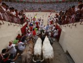 مغامرات مصارعة الثيران فى شوارع إسبانيا 