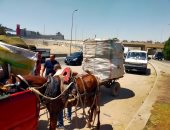 ضبط 28 عربة كارو وتروسيكل خلال حملة على الفريزة بشوارع حى الهرم.. صور