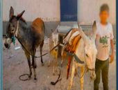 ضبط صاحب عربة كارو تجرها 3 دابات تسير عكس الاتجاه.. فيديو
