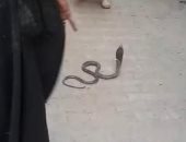 محافظ سوهاج يوجه بفحص شكوى وجود ثعابين داخل مستشفى الصدر