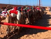 أبناء جنوب سيناء يحصدون المراكز الأولى فى سباق الهجن الدولى بمضمار خليج العقبة
