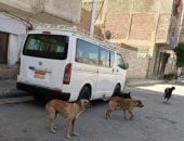 الزراعة: لا قتل جماعى للكلاب الضالة ونعتمد على التطعيم والتعقيم