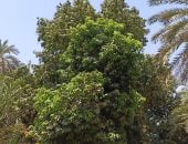 موسم حصاد المانجو.. من حقول أسوان لأسواق الجمهورية والعالم.. صور