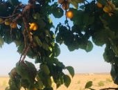 سيناء "سلة الفواكه" الملونة.. موسم صيفي غني بالمشمش والعنب والبطيخ والخوخ 