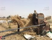 دراسة قمح تبتر ساق عامل أثناء عمله فى الدقهلية