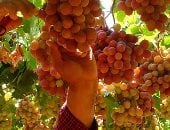 أسعار الفاكهة اليوم السبت 8-8-2026 بأسواق مطروح.. العنب بـ40 جنيها