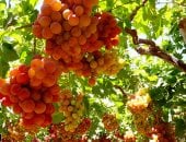 عناقيد الولى نورت الغيطان.. فرحة المزارعين بجنى ثمار العنب