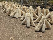 انطلاق حصاد محصول اللوف فى غيطان الشرقية.. صور