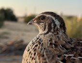 "موسم الرزق".. صيادو شمال سيناء يفترشون الشواطئ لاستقبال الطيور المهاجرة