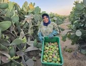 رحلة كفاح "أم إسلام" في مزارع الشرقية.. 20 سنة وسط التين الشوكي (فيديو)
