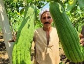 فرحة الحصاد.. محصول اللوف يزين غيطان الشرقية
